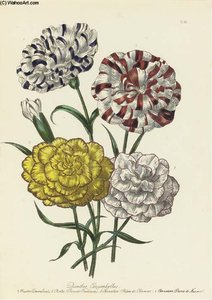 The Ladies' Flower Garden