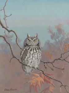 Eastern Screech-Owl