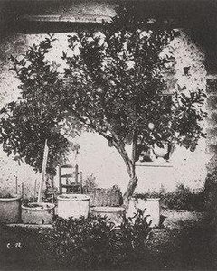 Lemon Tree, Grasse — Nègre, Charles