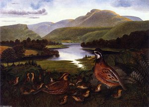 Quail in Landscape