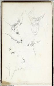 Study, Animal Heads — Томас Коул