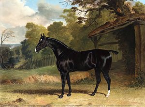 Black Tom, a black hunter, beside a stable, in a wooded river landscape