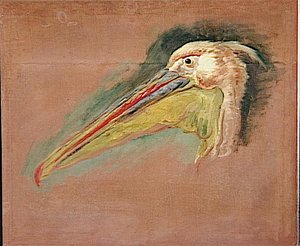Tête de pélican