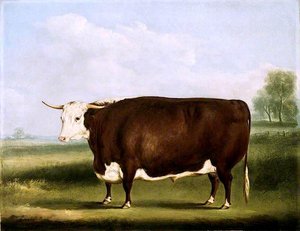 Hereford Bull