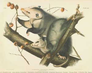 Didelphis virginiana, Pennant. Virginian Opossum. Female & Young Male, 7 Months Old. Natural Size.