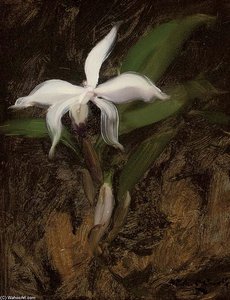 White Lily