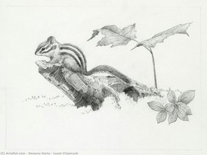Least Chipmunk — Dwayne Harty