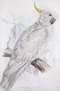 Great Sulphur Cockatoo (plyctolophus Sulphureus) — Edward Lear