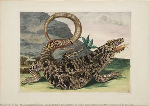 Plate 70 From Dissertation In Insect Generations And Metamorphosis In Surinam — ماريا سيبيل ميريان