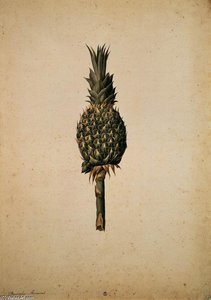 Pineapple (Bromelia ananas)