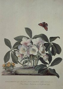 Christmas Rose (helleborus Niger) And Winter Aconite (eranthis Hyemalis)