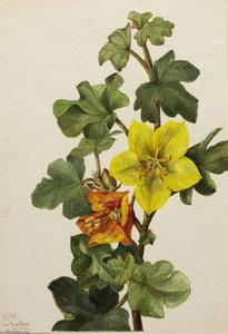 Mexican Fremontia (fremontodendron Mexicanum) — Mary Morris Vaux Walcott