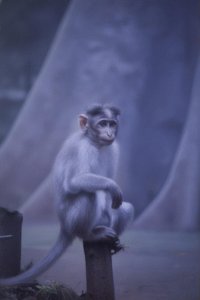 Soledad En La Niebla Azur: Un Estudio Inspirado En Inness — Sébastien Sanchez