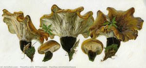 Paxillus Atrotomentosus — Τιμόθεος Γουίλιαμσον
