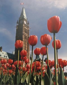 Tulips And The Peace Tower — Yousuf Karsh