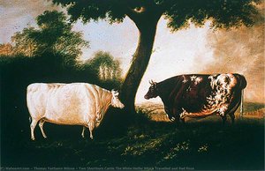 Two Shorthorn Cattle The White Heifer Which Travelled And Red Rose — Thomas Fairbairn Wilson