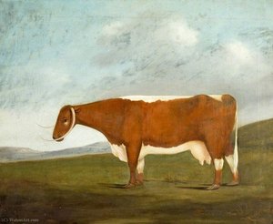 Longhorn beauty
