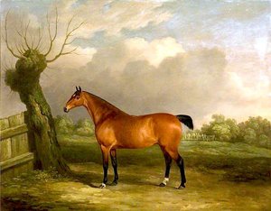 Light Bay Mare