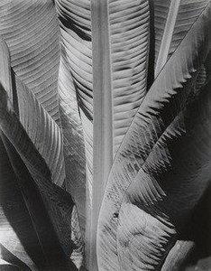 Banana Plant