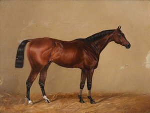 'Minting', a Bay Chaser