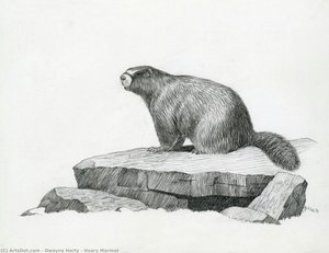 Hoary Marmot — Dwayne Harty