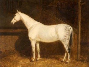A Grey Hunter in a Stable