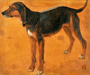 Rougeaude, Chienne De La Meute De Louis Xiv — Alexandre-françois Desportes