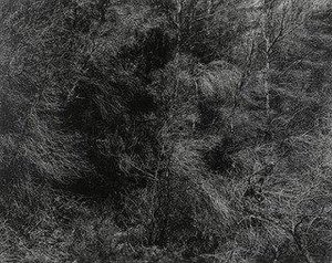 Trees, Aix en Provence