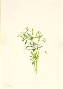 Viola selvatica (Viola rafinesquii)