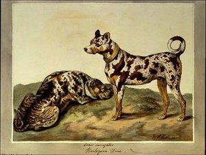 The harlequin dane