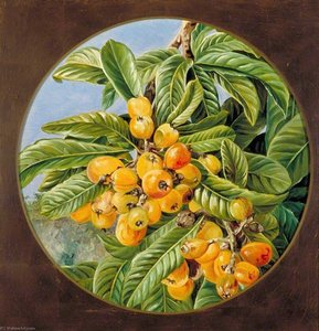 Laub Und Früchte Der Loquats Oder Japanischen Mispel, Brasilien — Marianne North