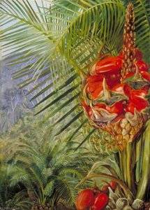 Reifer Zapfen Einer Cycas, Illawarra, New South Wales — Marianne North