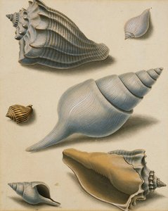Studies Of Shells And Marine Flora — Sydenham Teast Edwards