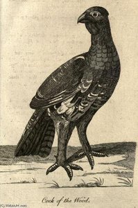 Cock Of The Wood From A Tour Of Scotland