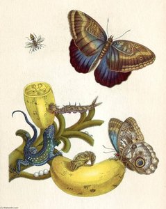 Metamorphosis Xxiii — Maria Sybilla Merian