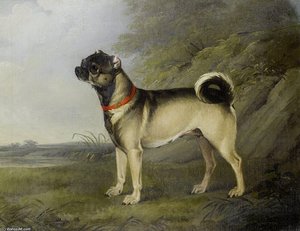 A Favourite Pug Bitch — Henry Bernard Chalon