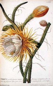 Cereus From Trew's 'plantae Selectae'