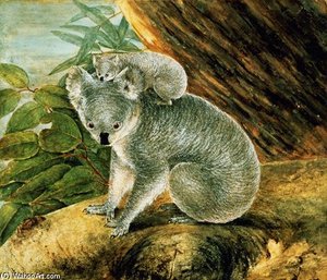 Koala And Young,