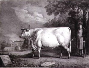 The Baron, A Prize Shorthorn