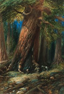 The Grizzly Giant, Mariposa
