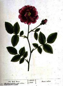 Rose gallica