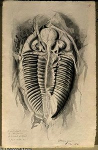 Trilobite From Golden Grove — John Phillip