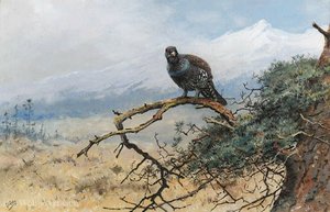 A capercaillie