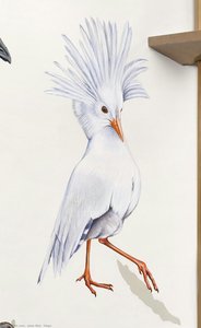 Kagu — Jane Kim