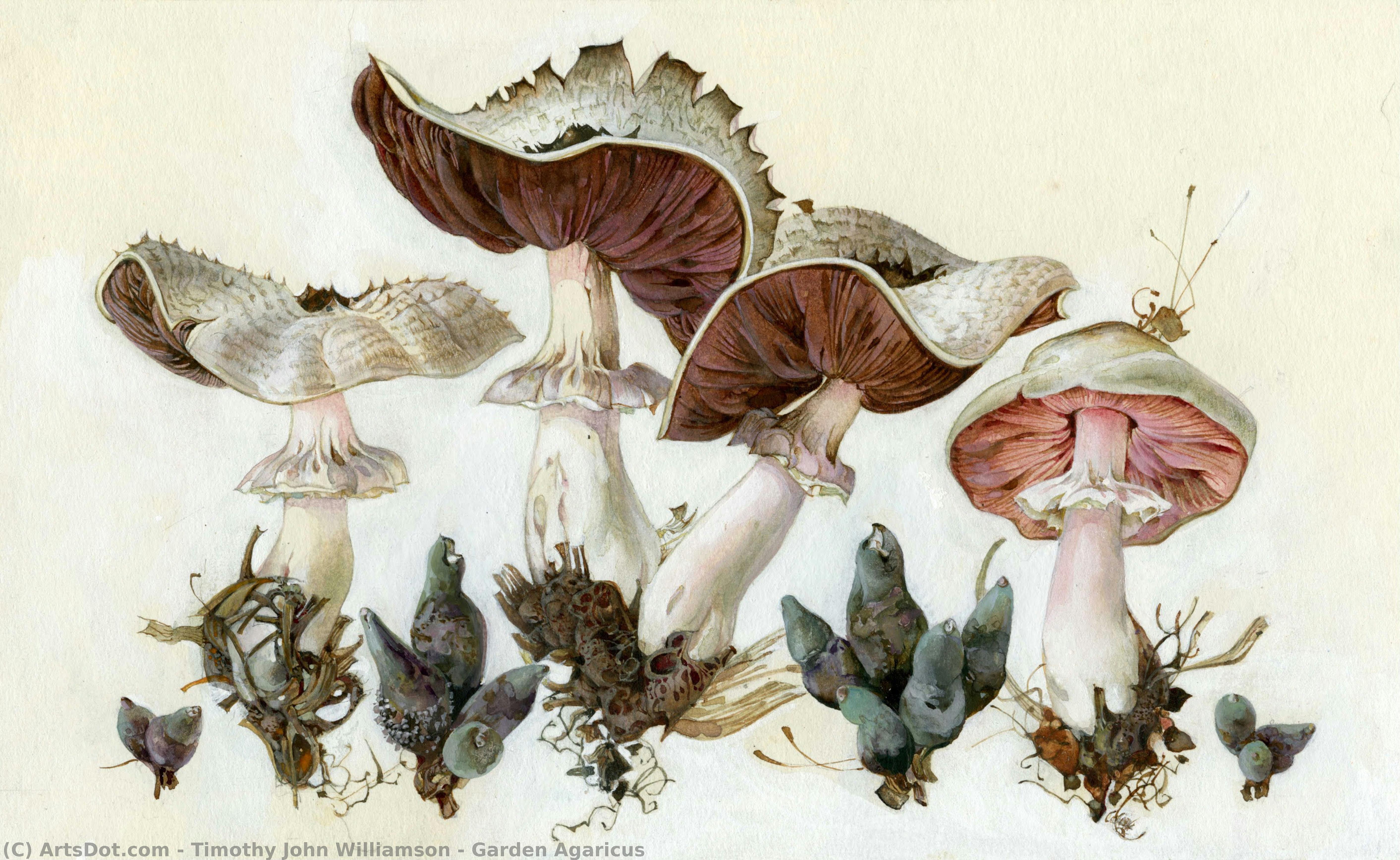 Garden Agaricus — Timothy John Williamson