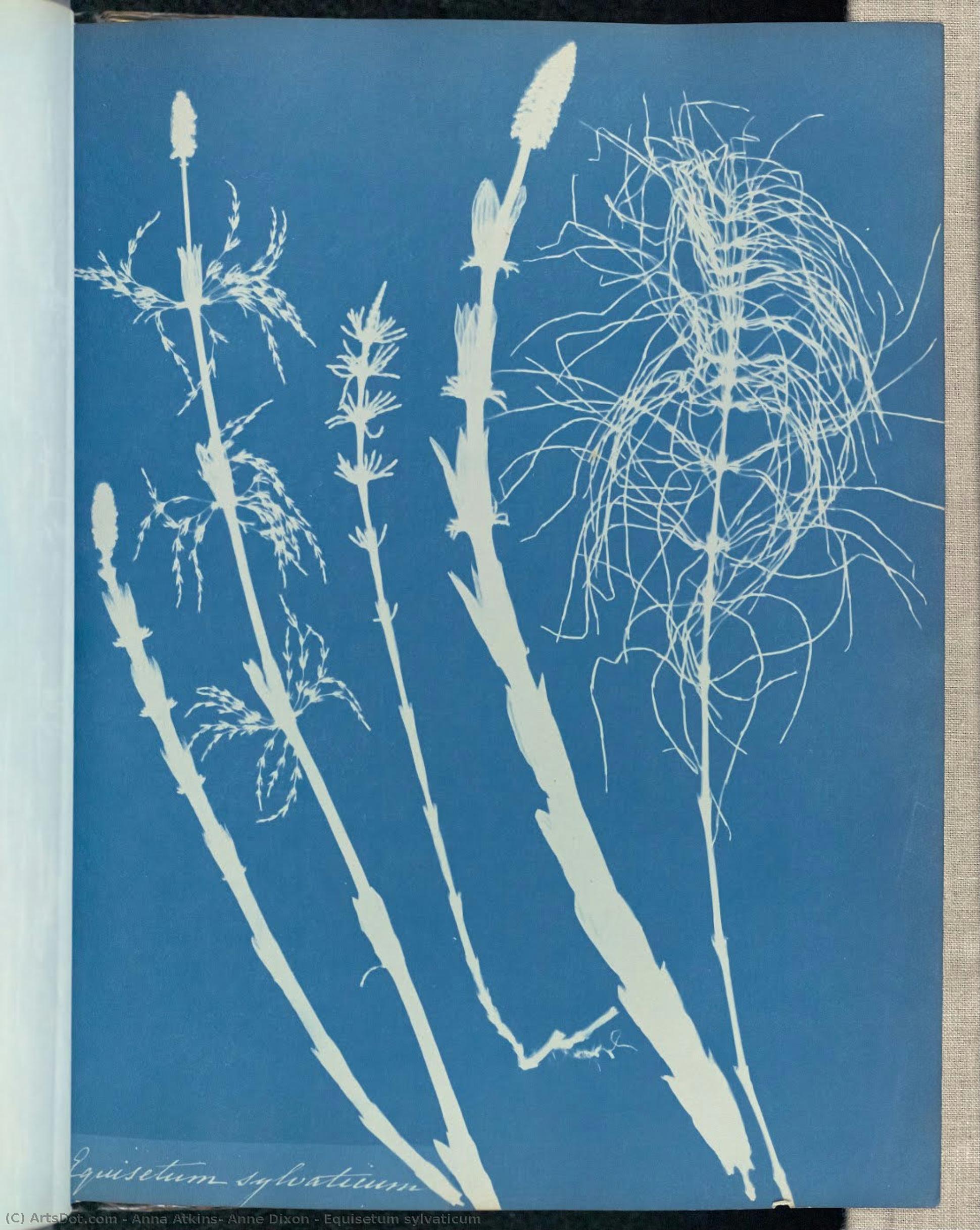 Equisetum Sylvaticum — Anna Atkins, Anne Dixon