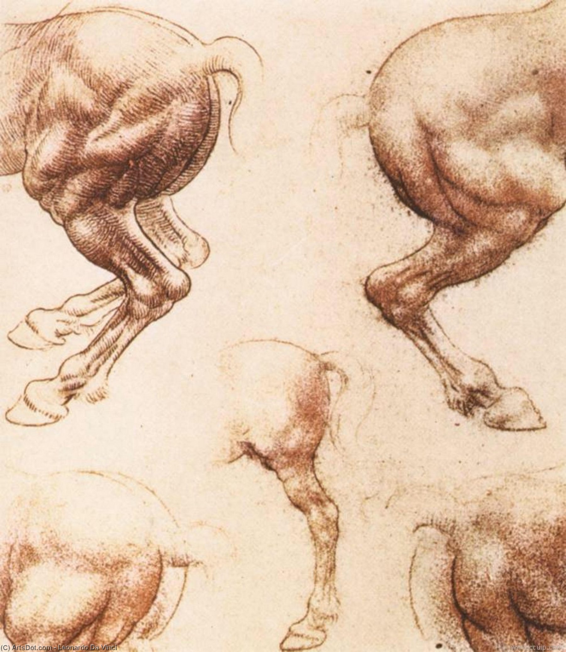 Hevostutkielma 1 — Leonardo Da Vinci