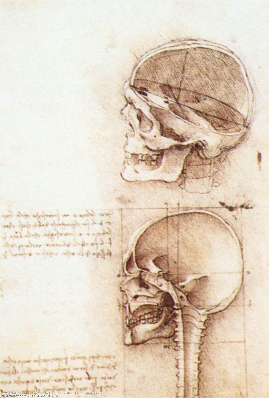 Estudos Do Crânio Humano — Leonardo Da Vinci
