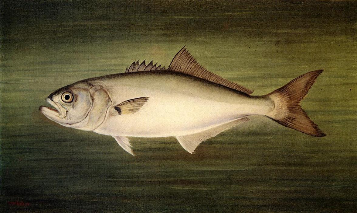 Blue Fish — William Aiken Walker