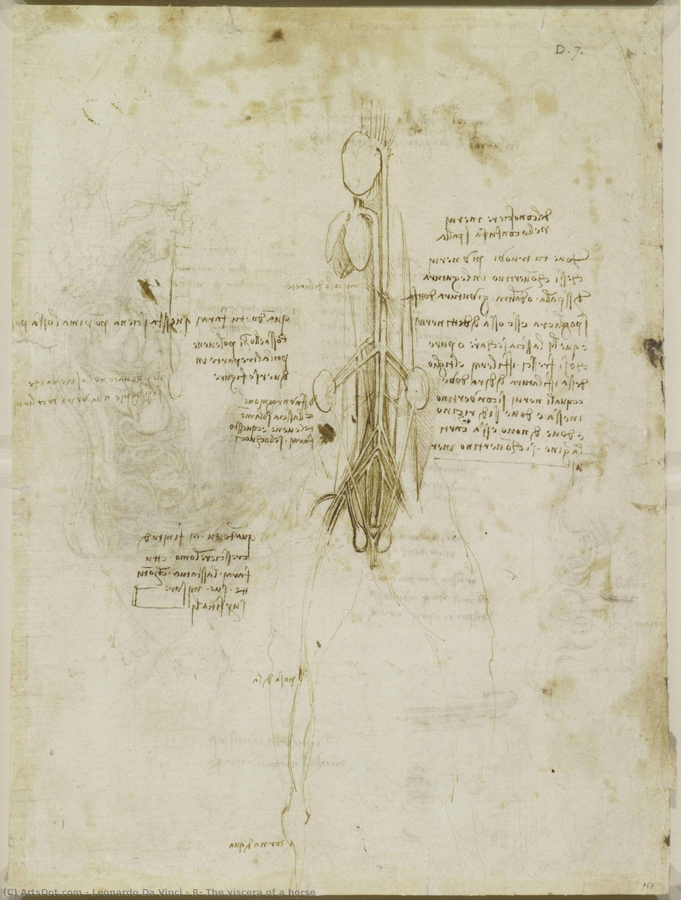 R: Die Eingeweide Eines Pferdes — Leonardo Da Vinci